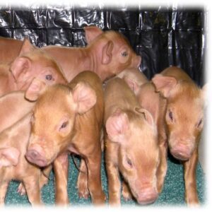 many piglets