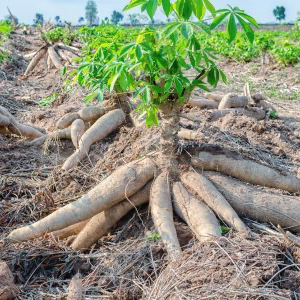 cassava Crops