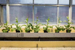 Plants lined up near a window as part of greenhouse trials.