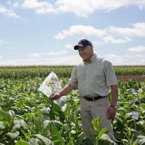 Don Ort stands in a field of tobacco used as a model crop to test hypotheses to improve photosynthesis before the work is translated to food crops that are more difficult to test