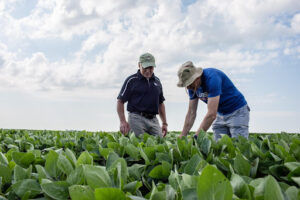 two men working in a field with soybean crops growing