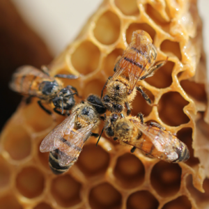 4 bees on honeycomb