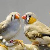 Two zebra finch song birds facing each other
